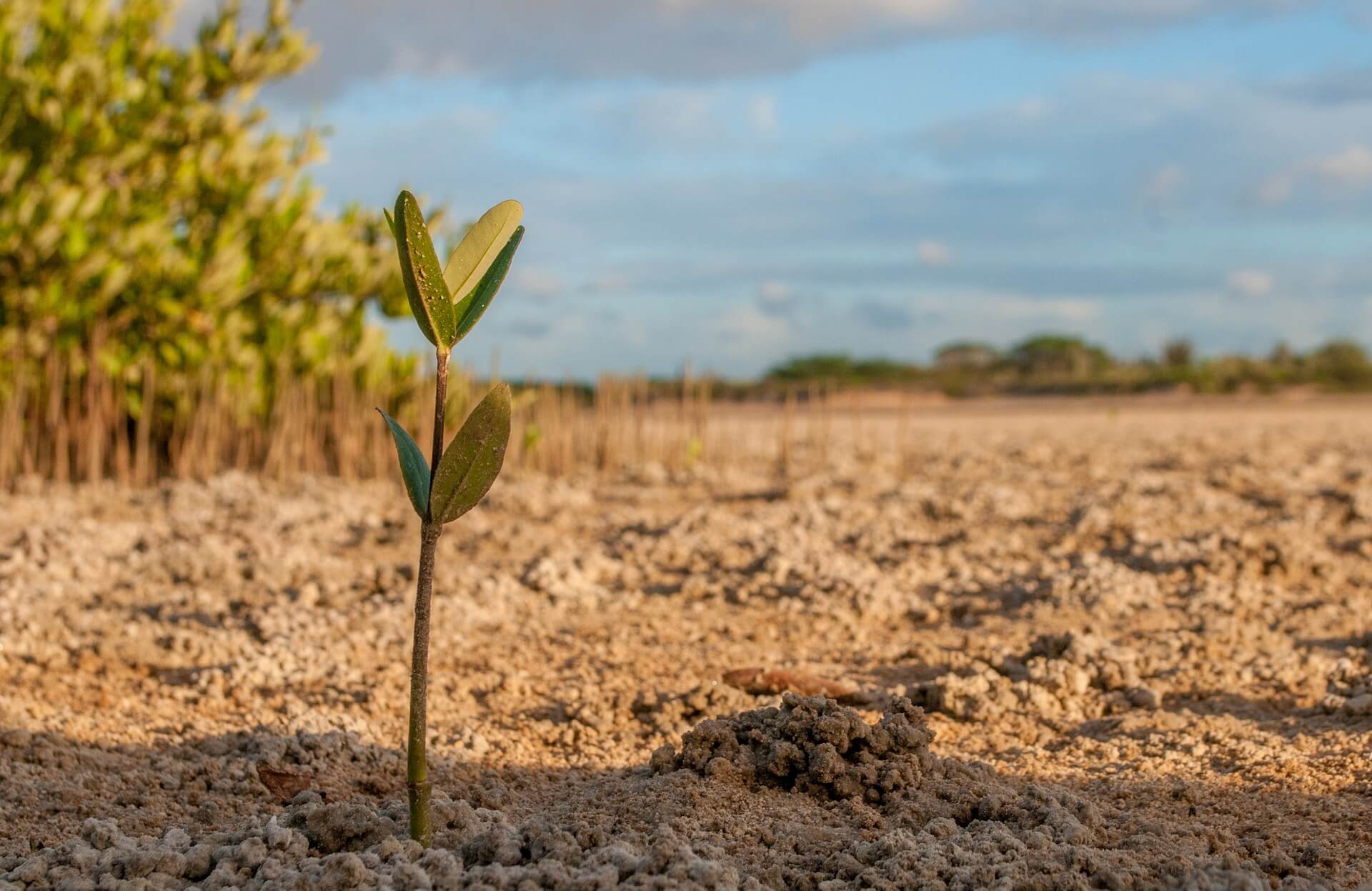 Sapling by Forest Sapling by Forest Biochar | Participation | Sustainability | BionerG