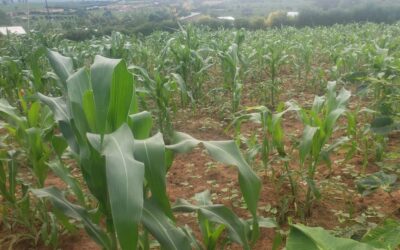 Sacurn Carbon, BionerG, and Open Air Collaborate to Launch Innovative Carbon Removal Initiative in East Africa